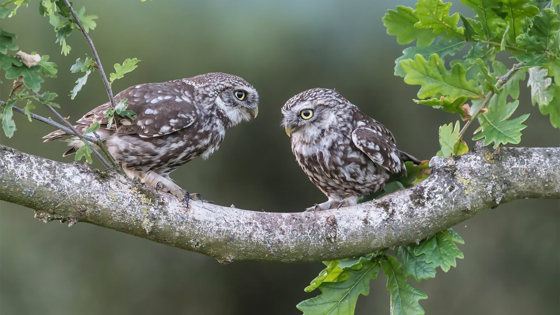 独一无二的夜晚，当哈弗茨在NBA总决赛之夜让比赛提前失去悬念