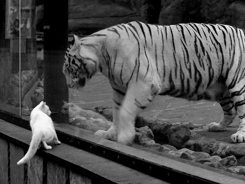 乌克兰血拼佛罗伦萨，门迪成为关键先生—一场跨越战火与艺术的足球救赎